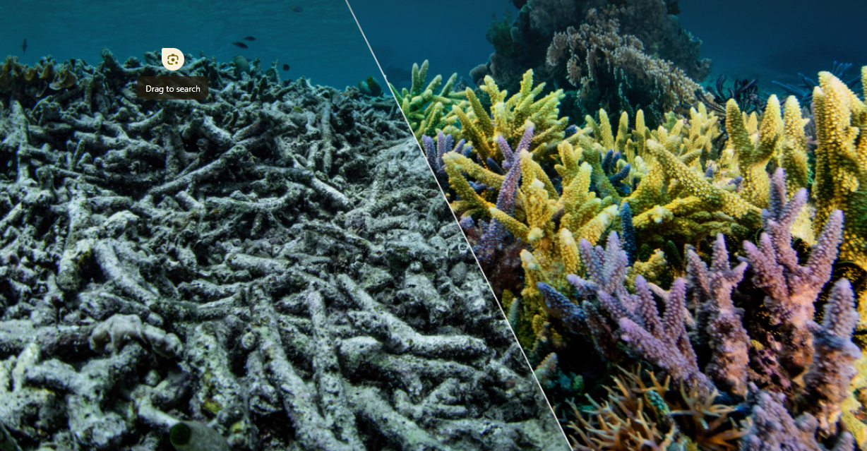 Marine Ecosystems